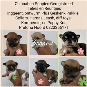 Chihuahua puppies 