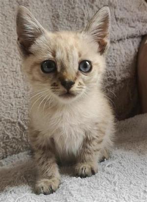 Bengal female kitten for sale