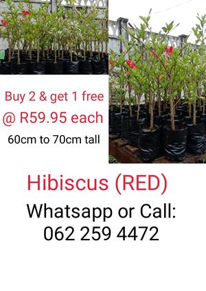 Hibiscus Plants for sale. Buy 2 & get 1 free