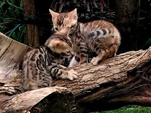 Bengal Kittens