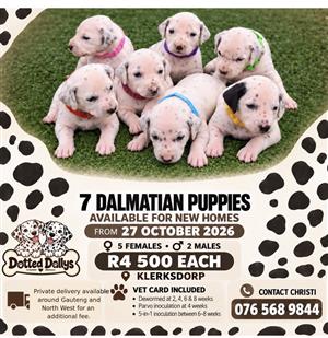 Dalmation Puppies