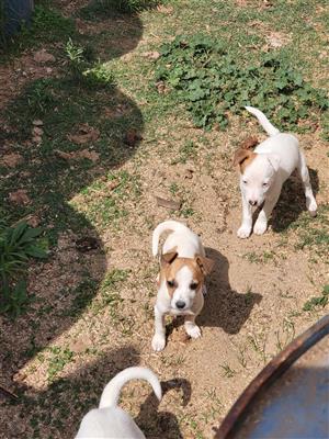 For sale Jackrussel Terrier puppies 