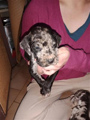 Greatdane puppies  for sale 