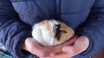 Beautiful guinea pig babies for sale