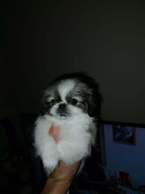 Pekingese male puppy