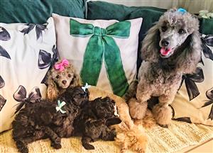 KUSA silver French toy poodle puppies 