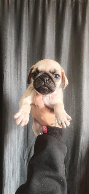 Pug puppies 