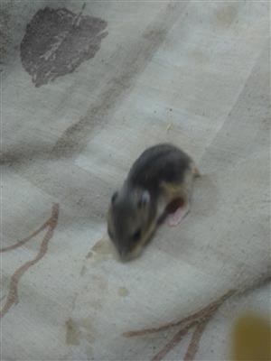 Dwarf hamster 