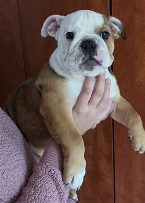 English bulldog female for sale