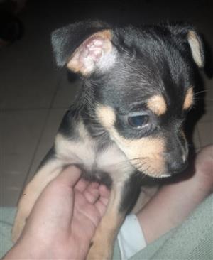 Jack Russell x Sausage dog x Chihuahua puppies for sale