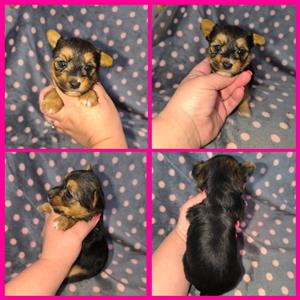 Stunning registerd yorkie female.
