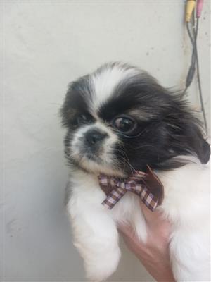 Pekingese puppies 