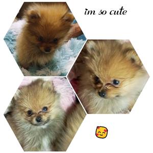 Toypom puppies
