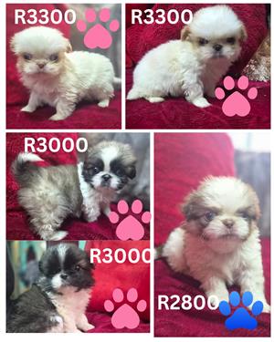 Pekingese puppies