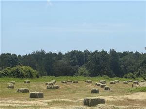 Premium Lucerne Hay for Sale