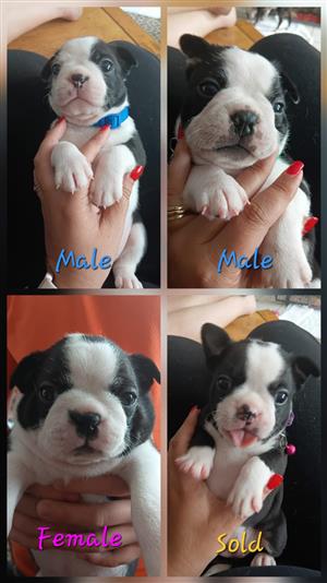 Boston terrier puppies