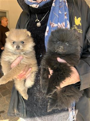 Pomeranian Toy pups