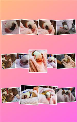 Boston Terrier  Fawn Registered 