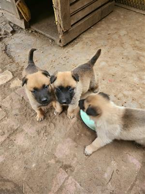 Female Belgian Malinois Puppies 