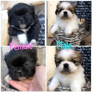 Miniature Pekingese Puppies