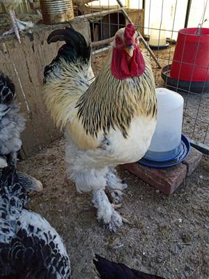 Brahma Chickens for Sale