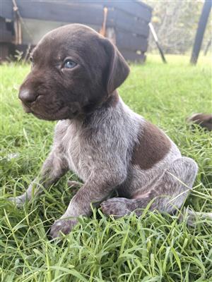 GSP Pups for Sale