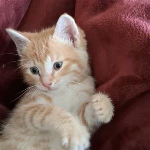 Includes Vaccinations, Sterilisation, Microchip, Deworming. Come meet Felix!