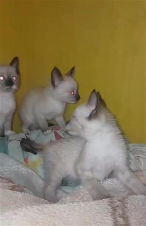 Cute cats for sale 