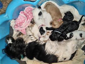 Purebred Cocker Spaniel Puppies for sale