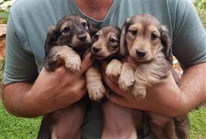 Shaded Cream Long Haired Miniature Dachshund Puppies For Sale
