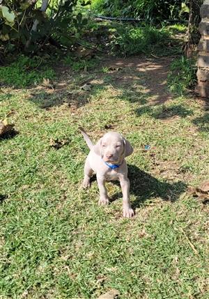 Sweetest Weimaraner puppies available 