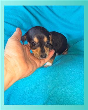 Chiweenie puppies