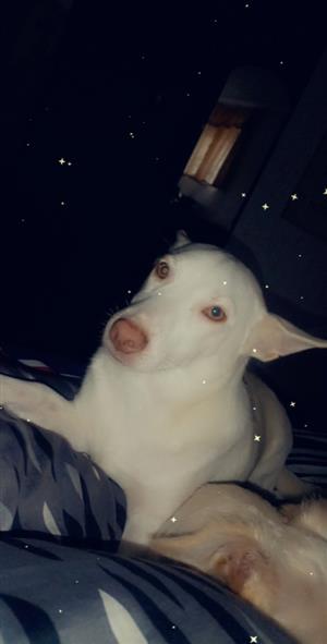Jackrussel rehome