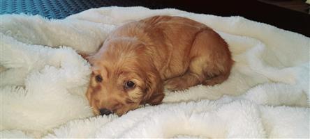 Purebred English Cocker Spaniel Puppies for sale