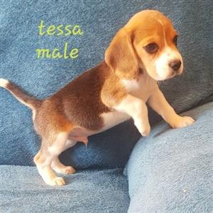 beagle male 