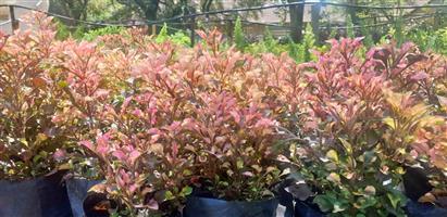 Alternanthera