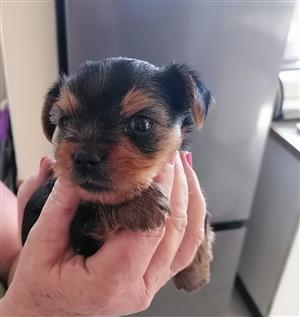 7 week old Female yorkie puppy for sale 