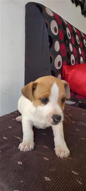 Jack Russel Pups Available