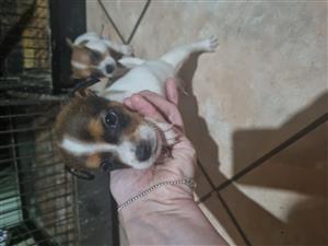 Jack Russell Puppies BOYS