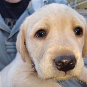 Golden Labrador Retriever male pup