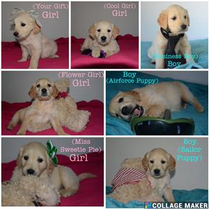 Golden Retriever Puppies for Sale