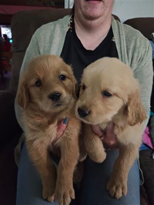 Gorgeous Golden Retriever puppies available