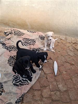 Borador Puppies for Sale