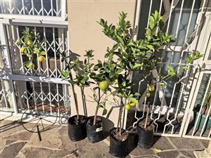 Fruit-bearing Grafted Established Palestine Sweet Lime in 10L bags