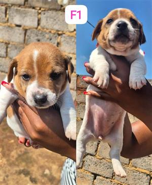 4x JACK RUSSELL PUPS IN ALBERTON, GAUTENG