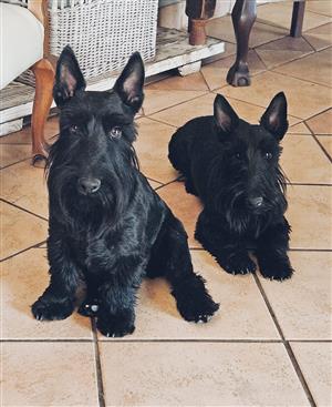 Purebred Scottish terrier puppies