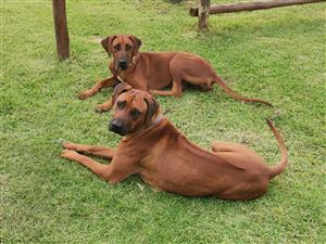 Rhodesian Ridgeback Puppies 