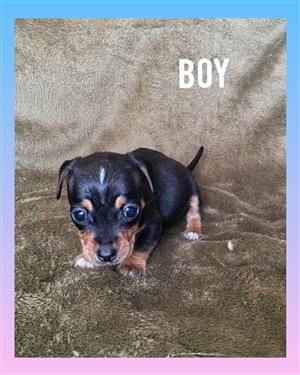 Dorkie puppies