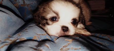 Tibetan spaniel  your must have friend !for sale