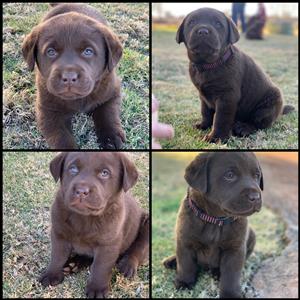 Kusa registered chocolate labrador puppies